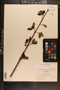 Calycanthus floridus var. floridus image