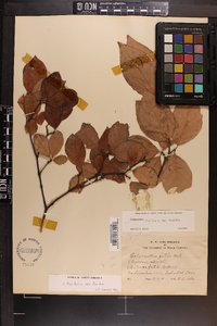 Calycanthus floridus var. floridus image