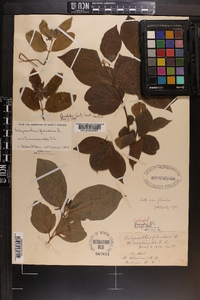 Calycanthus floridus var. floridus image