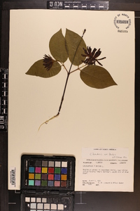 Calycanthus floridus image