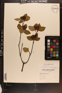 Calycanthus floridus var. glaucus image