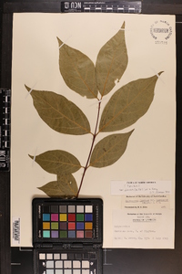 Calycanthus floridus var. glaucus image