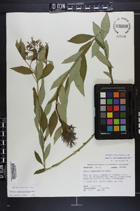 Amsonia tabernaemontana image