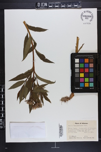 Amsonia tabernaemontana image