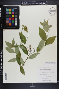 Amsonia tabernaemontana image