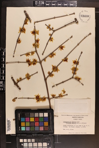 Chimonanthus praecox image