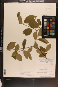 Calycanthus floridus image