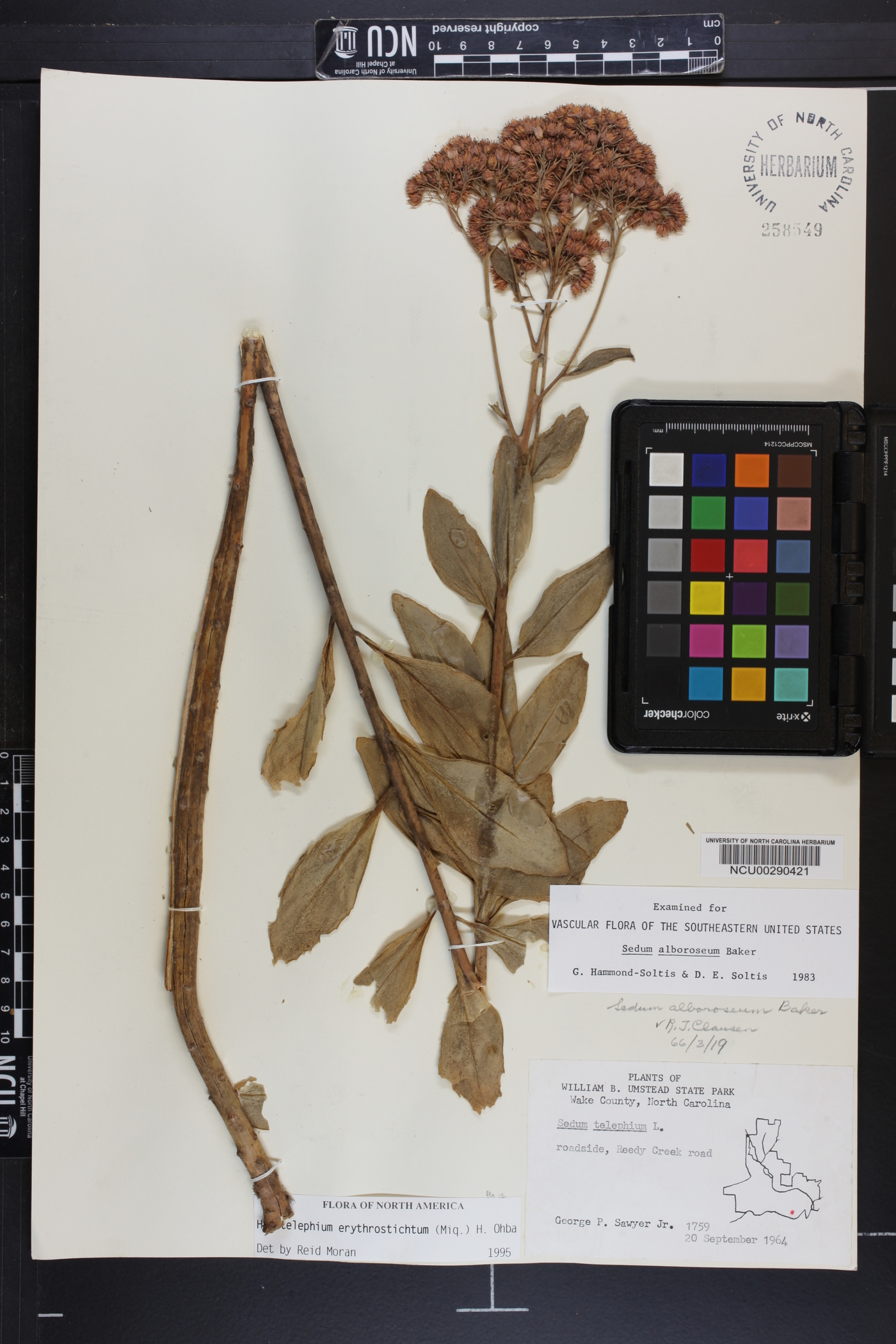 Hylotelephium erythrostictum image