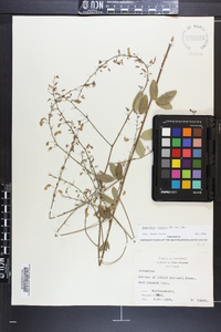 Desmodium obtusum image