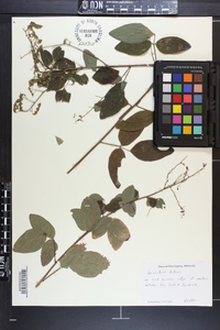 Desmodium dillenii image