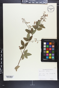 Desmodium dillenii image