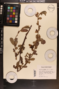 Asimina incana image