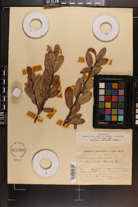 Asimina reticulata image