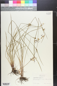 Sisyrinchium albidum image