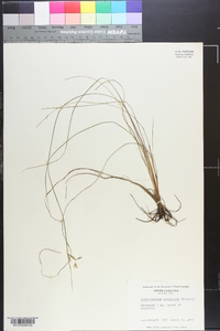 Sisyrinchium arenicola image