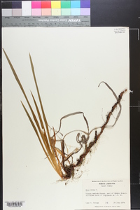 Iris verna image