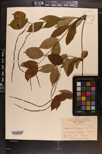 Thyrsanthella difformis image