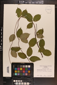 Thyrsanthella difformis image