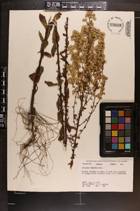 Solidago puberula image
