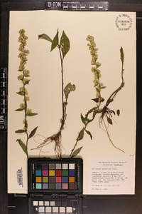 Solidago puberula image