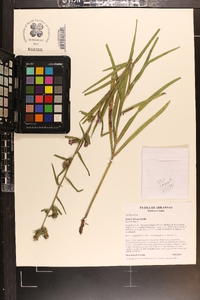 Liatris hirsuta image