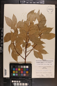 Cinnamomum camphora image