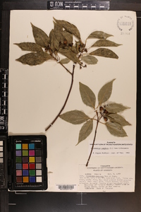 Cinnamomum camphora image