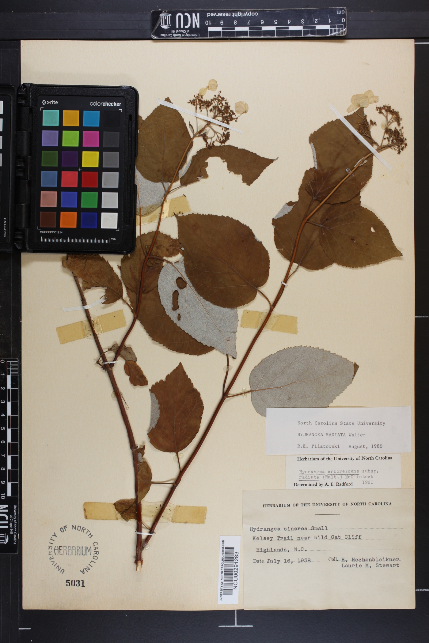 Hydrangea cinerea image