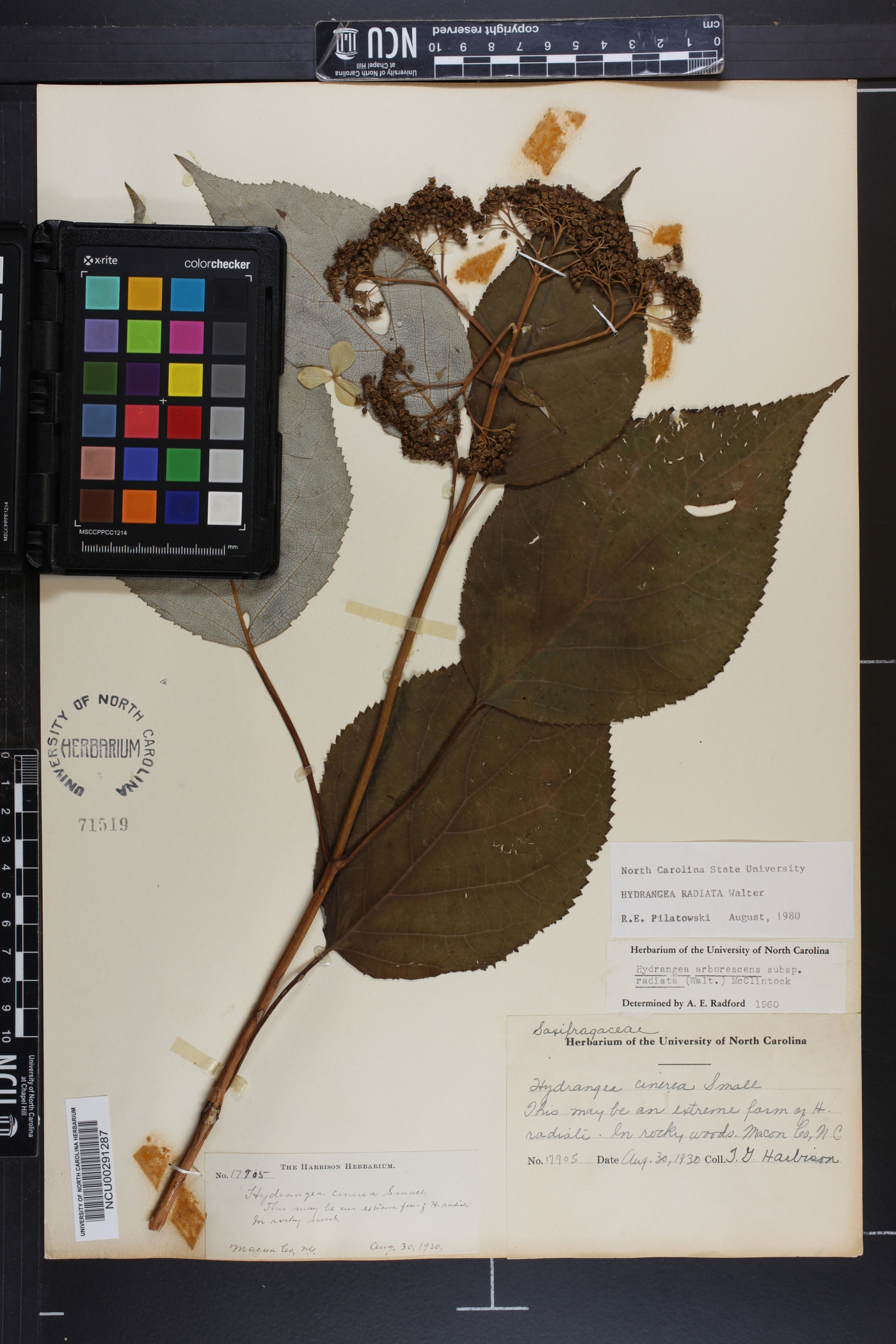 Hydrangea cinerea image