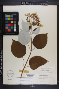 Hydrangea radiata image