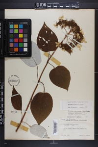 Hydrangea radiata image