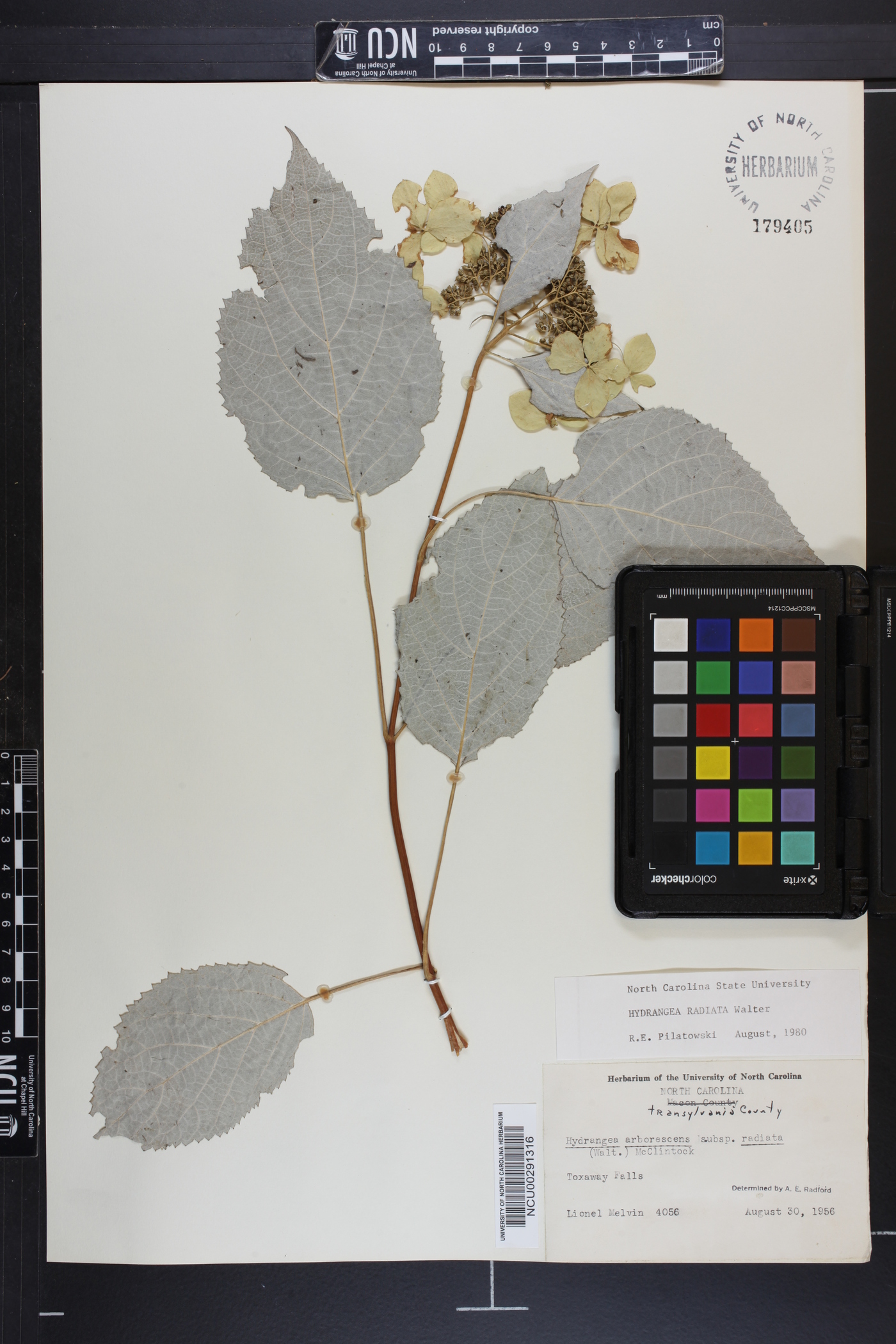 Hydrangea arborescens subsp. radiata image
