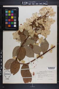 Hydrangea paniculata image