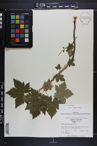 Ribes glandulosum image