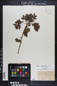 Ribes glandulosum image