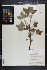 Ribes glandulosum image