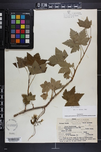 Ribes glandulosum image