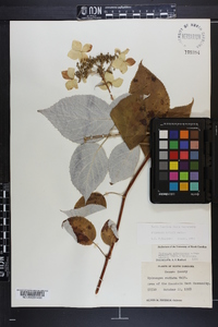 Hydrangea radiata image