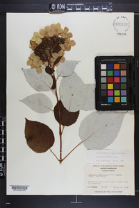 Hydrangea radiata image