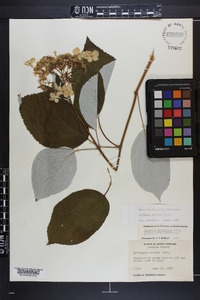 Hydrangea radiata image