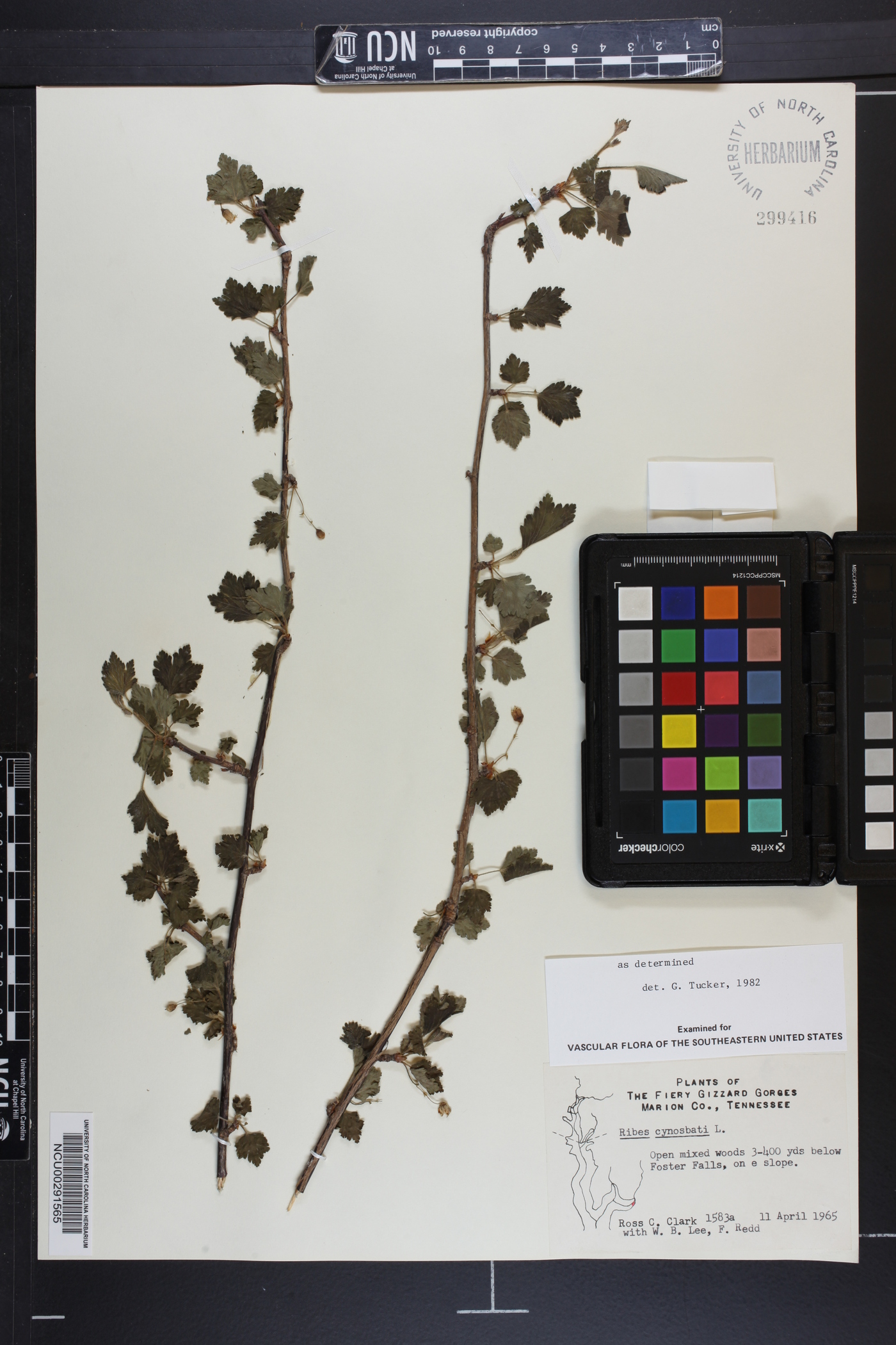 Ribes curvatum image