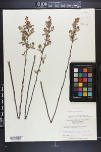 Amelanchier canadensis image