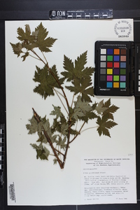 Ribes glandulosum image