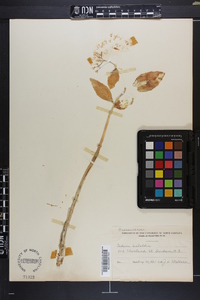 Sedum sieboldii image