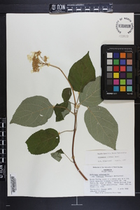 Hydrangea arborescens subsp. discolor image