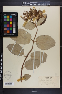 Hydrangea radiata image