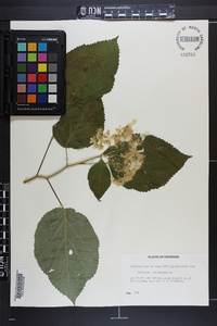 Hydrangea radiata image