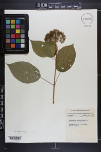 Hydrangea radiata image