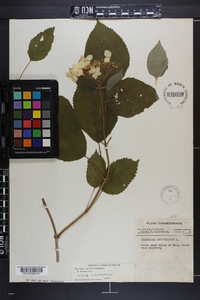 Hydrangea radiata image