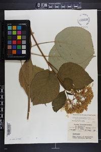 Hydrangea arborescens subsp. discolor image